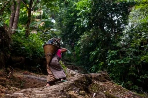 lady-carrying-basket-forest-mawlynnong-260nw-1874285491